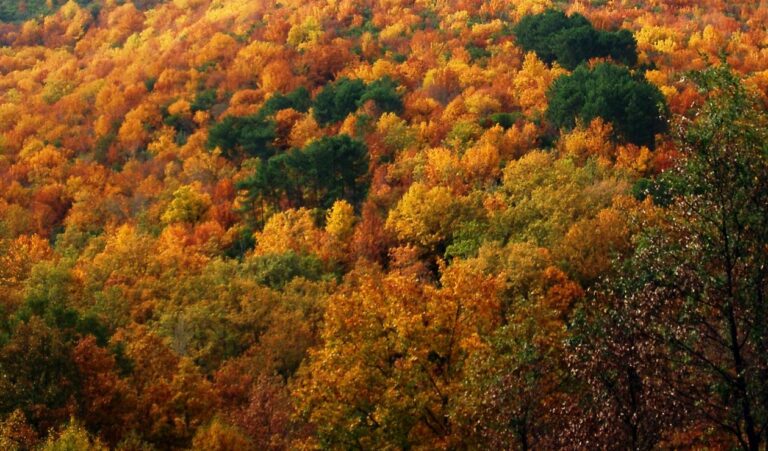 Bosques Peña de Francia